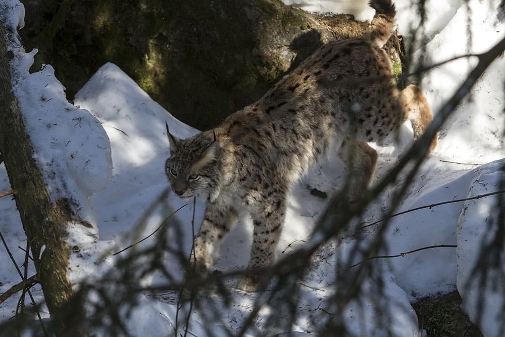Vid Naturvårdsverkets senaste rapport visar man att lodjursstammen är under referensvärdet. Foto: Olle Olsson