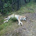 Den varg som hittades död utanför Tobyn i Värmland dog efter att ha fått en grankvist i lungan. Foto: Privat