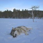 Det norska jägareförbundet vill nu ha vargjakt även inom vargzonen. Foto: Lars Olav Lund/Statens naturoppsyn