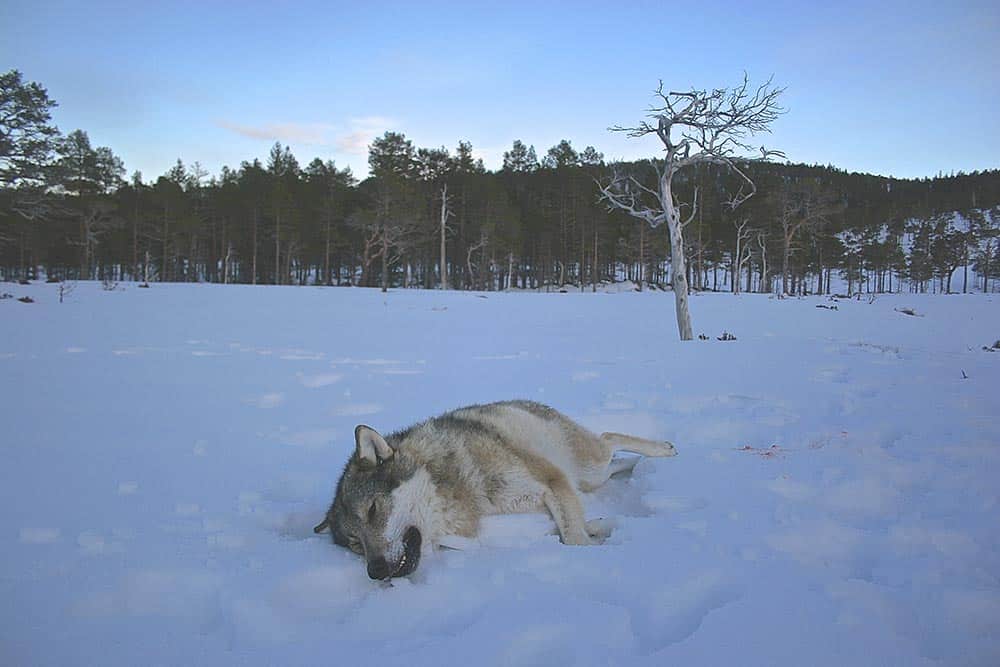 Det norska jägareförbundet vill nu ha vargjakt även inom vargzonen. Foto: Lars Olav Lund/Statens naturoppsyn