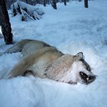 Tolv vargar får fällas under vinterns jakt i Örebro län. Foto: Olle Olsson