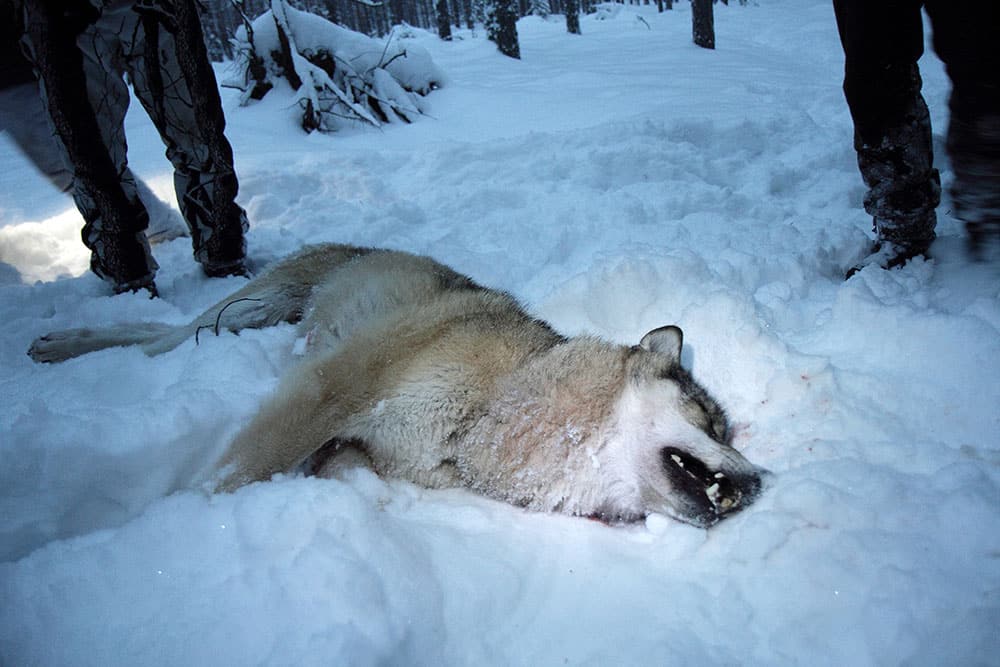 Tolv vargar får fällas under vinterns jakt i Örebro län. Foto: Olle Olsson