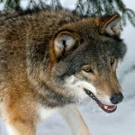 Det blir vargjakt i fyra värmländska revir. Foto: Olle Olsson