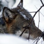 I Dalarna och Västra Götaland vilar man på hanen, vargjaktsbeslut väntas först i nästa vecka. Foto: Olle Olsson