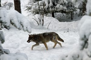 I Västmanland bedömer länsstyrelsen att utrymmet för vargjakt är för litet. Foto: Olle Olsson