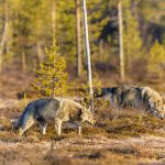 Länsstyrelsen i Örebro har gett tillstånd till jakt på tolv vargar. Jakten ska bedrivas i två revir med syfte att dessa ska bort, och antalet vargar som får fällas kan komma att utökas. Foto: Kjell-Erik Moseid