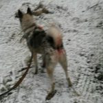 Älghunden Rambo fotograferad i skogen strax efter vargangreppet. Foto: Privat
