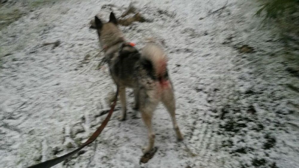 Älghunden Rambo fotograferad i skogen strax efter vargangreppet. Foto: Privat