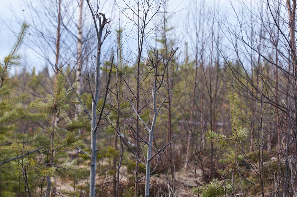 Skogsstyrelsen presenterar nu råd om hur skogsägarna kan viltanpassa sin skogsskötsel under flera skogsägarträffar under hösten och vintern. Foto: Jan Henricson