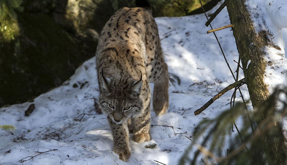 Länens viltförvaltningsdelegationer har arbetat med att ta fram miniminivåer för lodjur men Naturvårdsverket tog ingen hänsyn till dessa. Foto: Olle Olsson