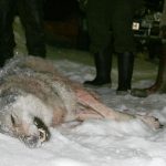 Länsstyrelsen i Västra Götaland tog idag ett beslut om ingen licensjakt i Västra Götaland. Denna varghane sköts under tidigare licensjakt på kroppefjäll. Foto: Daniel Sanchez