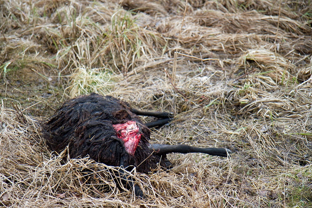 Antalet vargdödade får ökar mycket kraftigt i Värmland. Foto: Olle Olsson