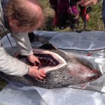 Sälforskaren Tero Härkonen från Naturhistoriska riksmuseet obducerar en sjuk och nyligen avlivad knubbsäl på västkusten i våras. Foto: Karl-Johan Brindbergs