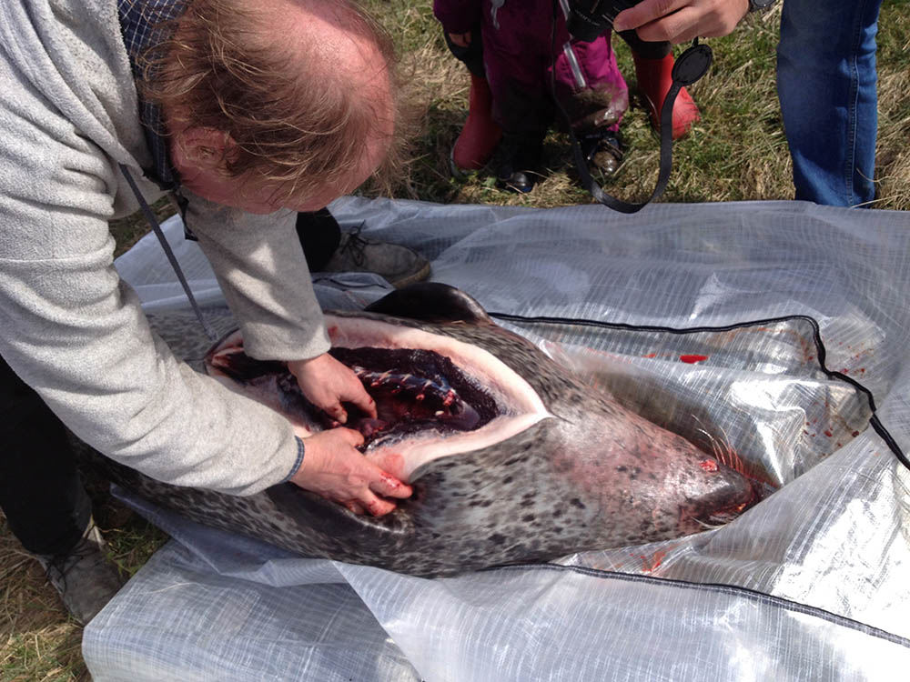 Sälforskaren Tero Härkonen från Naturhistoriska riksmuseet obducerar en sjuk och nyligen avlivad knubbsäl på västkusten i våras. Foto: Karl-Johan Brindbergs