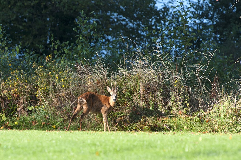 Den sjuka råbocken som observerades på Jägareförbundets anläggning Skedhult i slutet av september. Foto: Jan Henricson