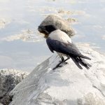 Kråka är en av de arter som Ängelholms kommun tillåter skyddsjakt från fordon på.
