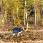 Älgjägaren som sköt en varg i Dalarna i oktober kommer inte att åtalas. Foto: Kjell-Erik Moseid
