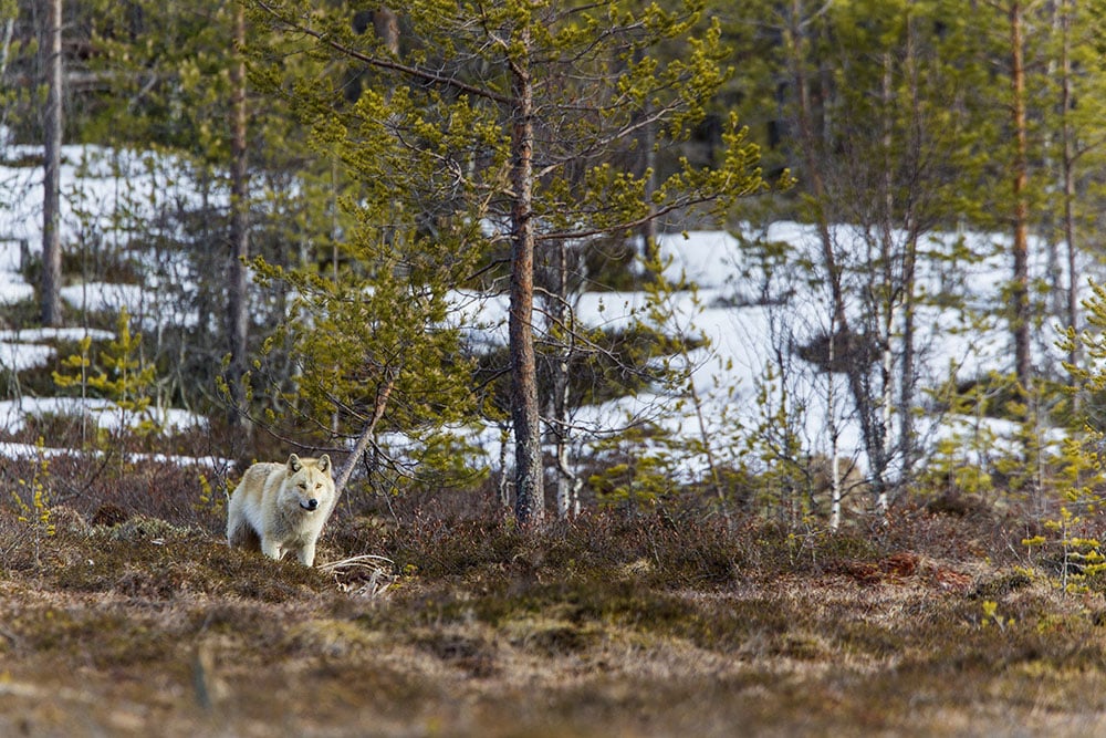 Vargjakten är åter hotad efter att förvaltningsrätten i Stockholm kommit med en dom som säger att förra vinterns jakt var felaktig. Foto: Kjell-Erik Moseid