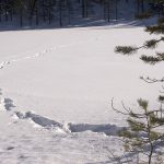 Den 9 januari inleds licensjakten på varg i Värmland och Örebro län. Foto: Olle Olsson