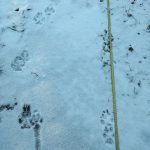 Vargspår söder om Södertälje. Foto: Länsstyrelsen i Stockholm