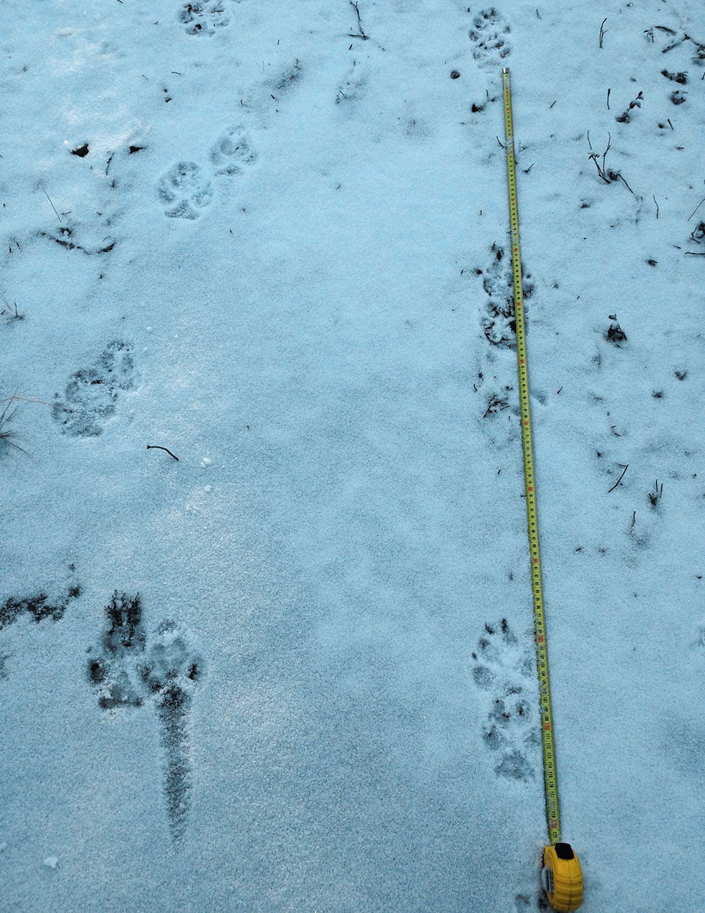 Vargspår söder om Södertälje. Foto: Länsstyrelsen i Stockholm