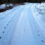 Vargspår söder om Nykvarn. Foto: Arne Söderberg