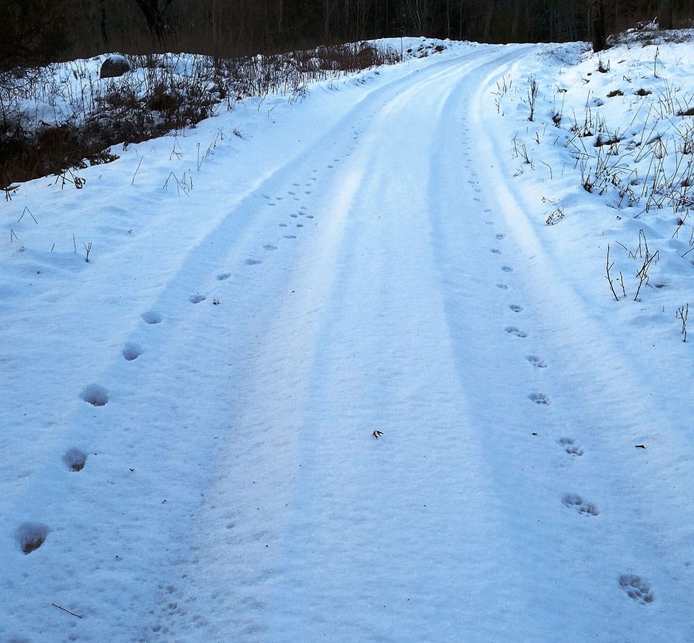 Vargspår söder om Nykvarn. Foto: Arne Söderberg