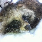 Nu uppmärksammas Jägareförbundets mårdhundsprojekt på högsta EU-nivå och får ta emot ett pris i sommar. Foto: Mårdhundsprojektet