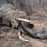 Afrikansk elefant är en av de arter som omfattas av nya, strängare, importregler. Foto: P-A Åhlén