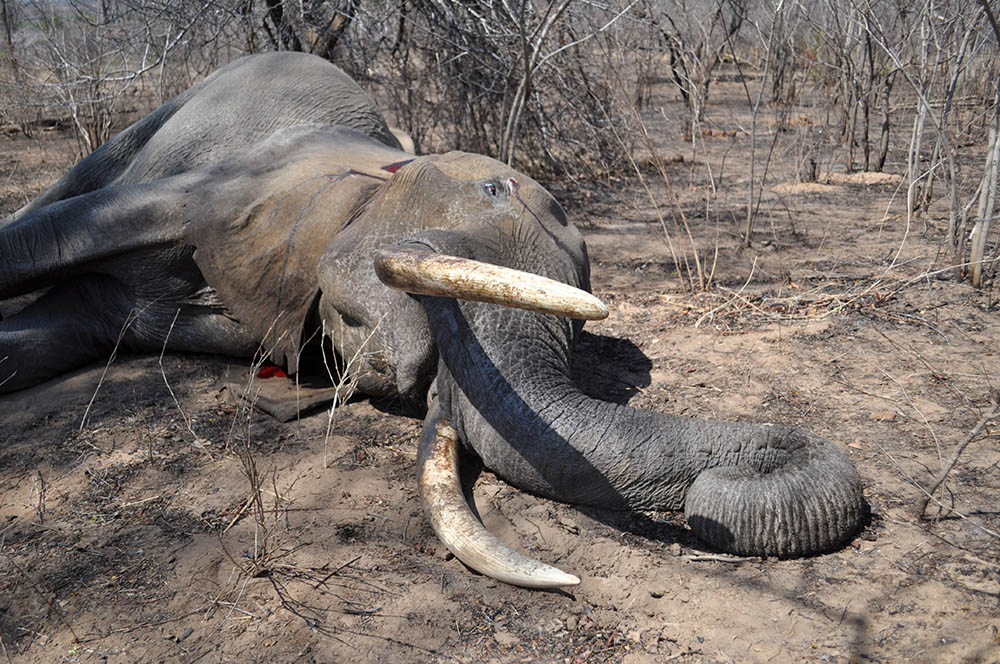 Afrikansk elefant är en av de arter som omfattas av nya, strängare, importregler. Foto: P-A Åhlén