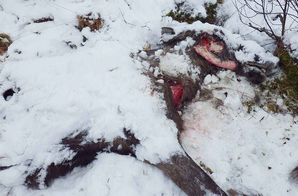 Älgkon var utmärglad och i mycket dålig kondition, vilket gjorde det möjligt för lodjuret att döda det stora bytet. Foto: Tommy Berglund