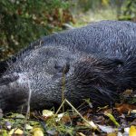 Den dömde hade annonserat ut vildvinsjakter på Blocket. Marken där jakten ägde rum var bara en hektar. Foto: Olle Olsson