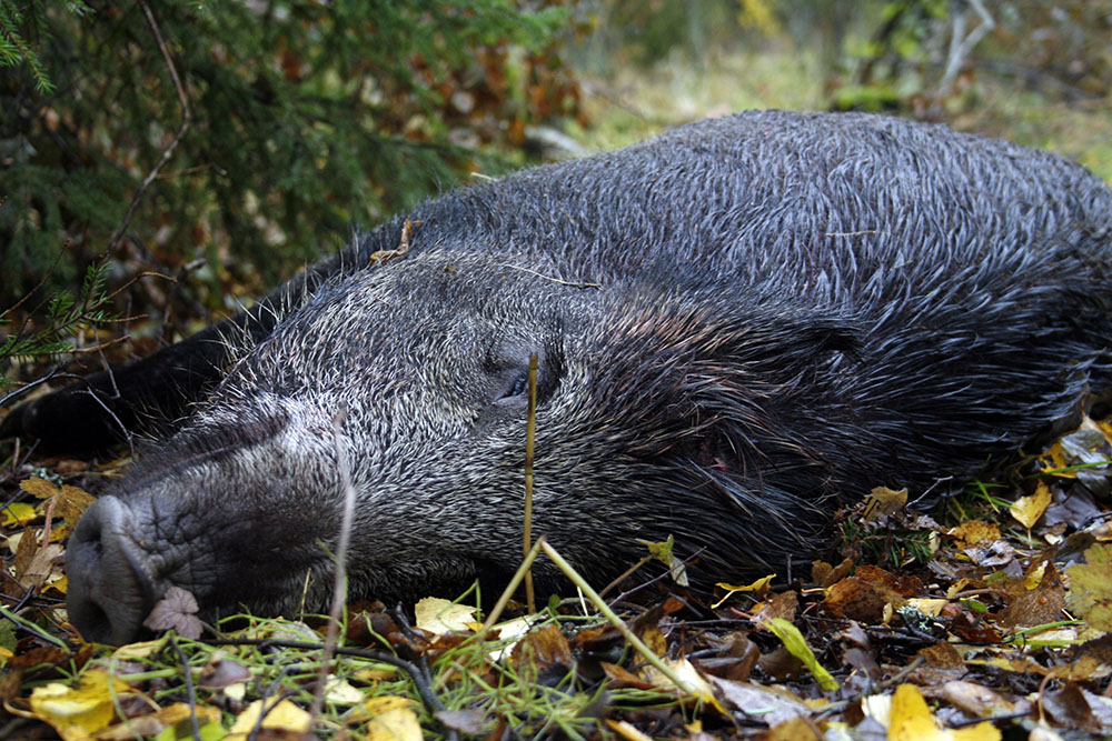 Den dömde hade annonserat ut vildvinsjakter på Blocket. Marken där jakten ägde rum var bara en hektar. Foto: Olle Olsson