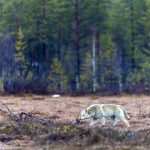 Finsk varg fotograferad i Viiksimo, Kuhmo, nära den ryska gränsen. Foto: Kjell-Erik Moseid