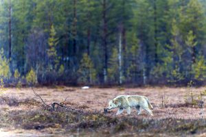 Finsk varg fotograferad i Viiksimo, Kuhmo, nära den ryska gränsen. Foto: Kjell-Erik Moseid