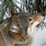 Jägareförbundets medlemmar inbjuds till en informationskväll om varg. Foto: Olle Olsson