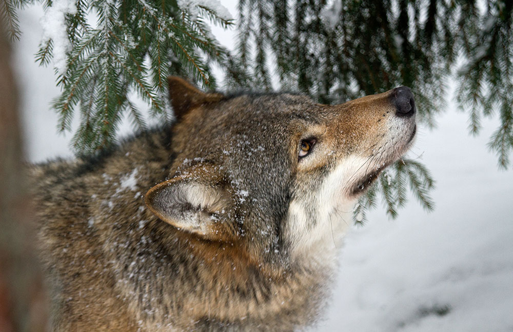 Jägareförbundets medlemmar inbjuds till en informationskväll om varg. Foto: Olle Olsson