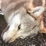 Vargen kördes på av en bil söder om Ramnäskorset, norr om Surahammar. Foto: Privat