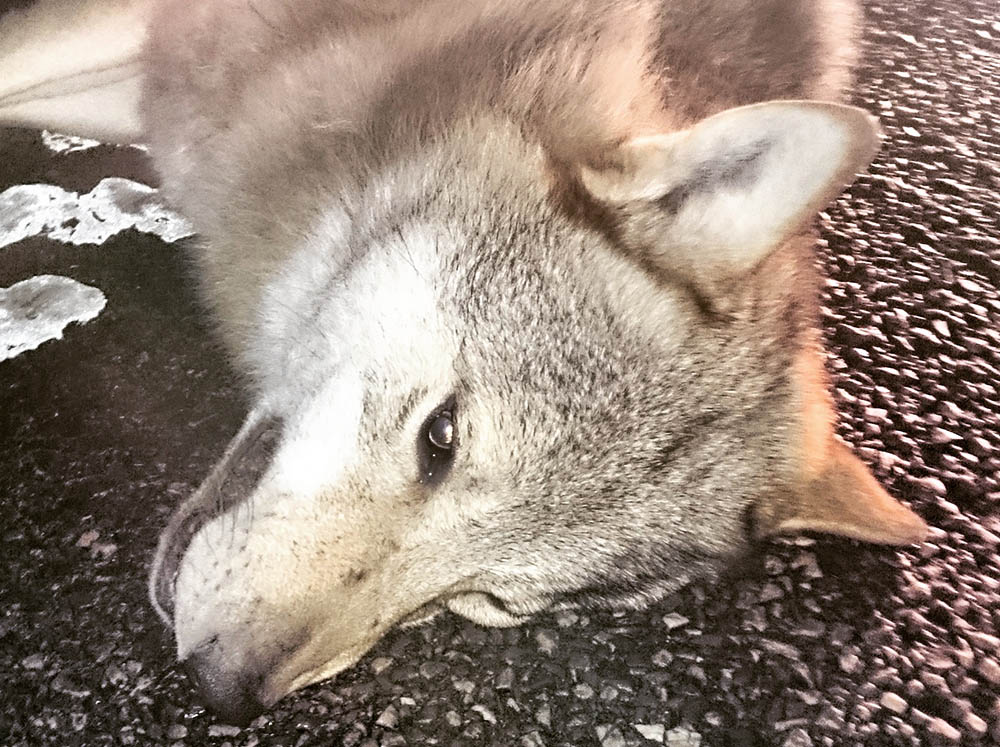 Vargen kördes på av en bil söder om Ramnäskorset, norr om Surahammar. Foto: Privat