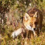 Fransk hjärtmask kan infektera både räv och hund, däremot inte människa. Foto: Kjell-Erik Moseid