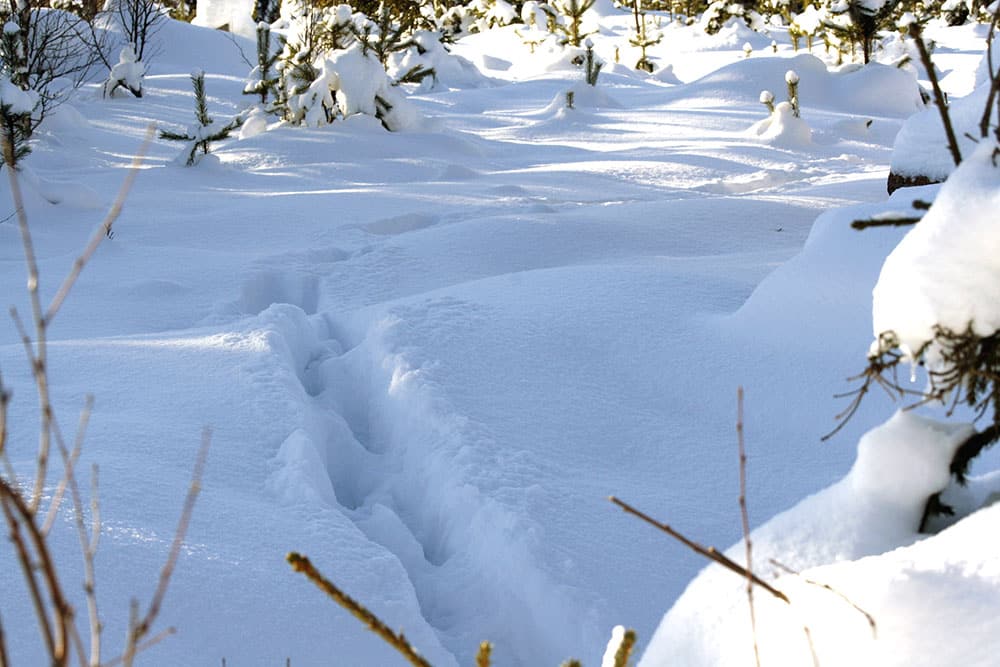 Vargar går ofta i varandras spår och urinmarkerar på samma ställen. Foto: Olle Olsson