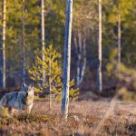 Vargjakten i Finland får pågå i tre veckor. Foto: Kjell-Erik Moseid