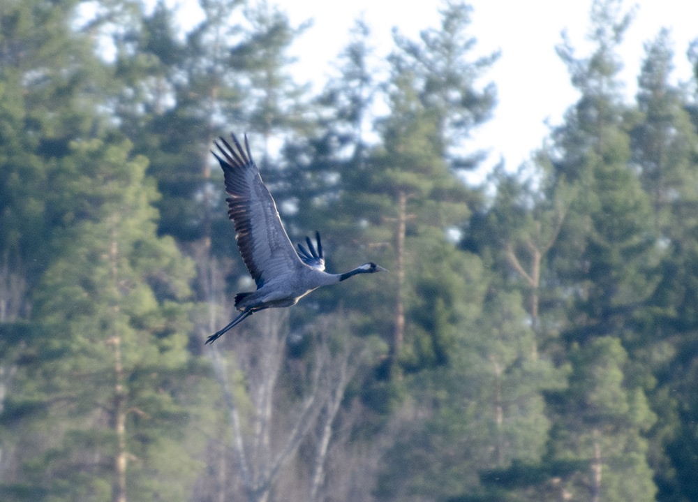 Att tranorna kommer är säkert vårtecken. Foto: Martin Källberg