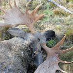 SCA struntar i sin egen rekommendation att släppa stortjurar när bolaget arrangerar representationsjakt. Foto: Olle Olsson