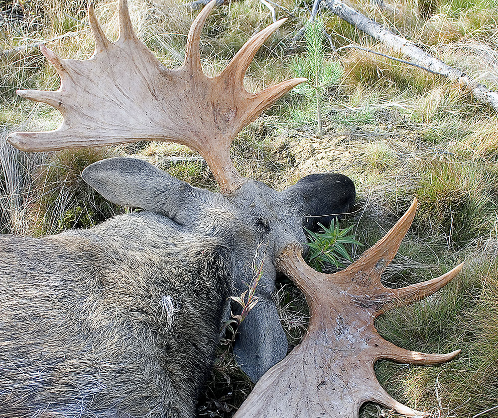 SCA struntar i sin egen rekommendation att släppa stortjurar när bolaget arrangerar representationsjakt. Foto: Olle Olsson