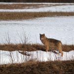 Den här vargen fotograferades i Ulvsta, intill Ockelbo, onsdag 25 februari. Foto: Johnny Olsson