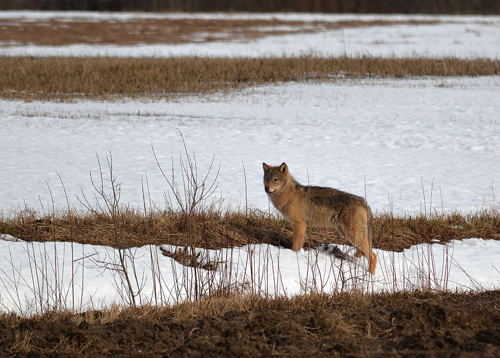 Den här vargen fotograferades i Ulvsta, intill Ockelbo, onsdag 25 februari. Foto: Johnny Olsson
