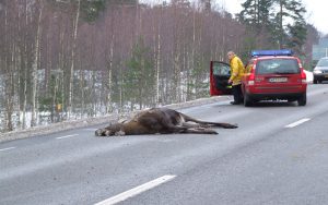 När en kontaktperson gör ett platsbesök på en viltolycksplats ersätts denne med 250 kronor. Kostnaderna för eftersöksorganisationen belastar i ett första skede Viltvårdsfonden. Foto: Mari Ermeland