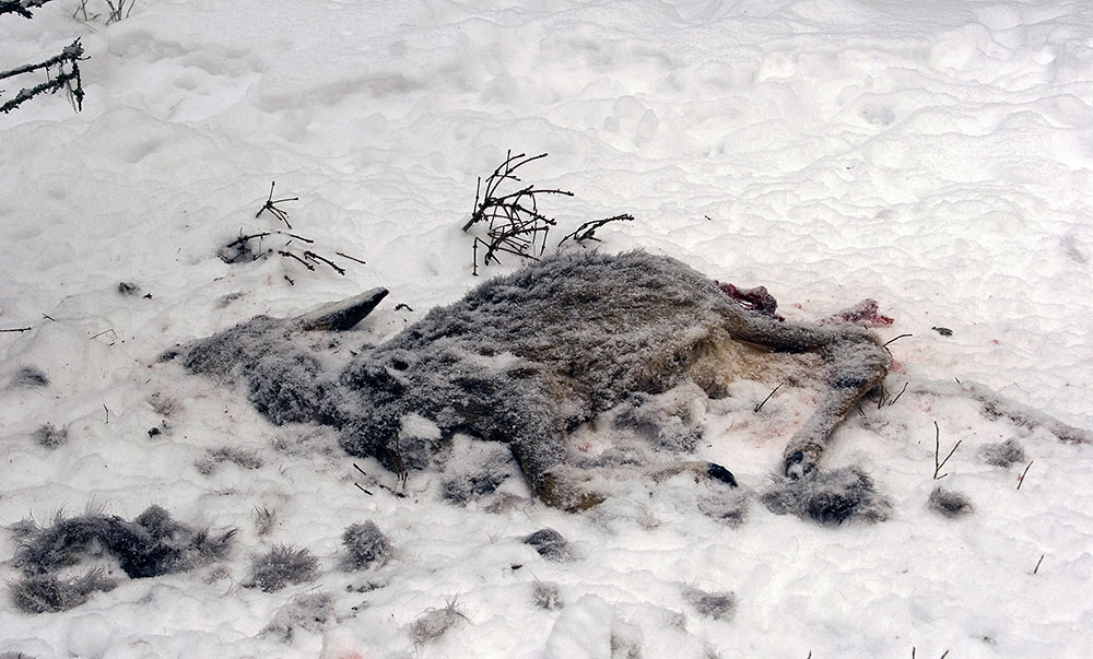 Lohanar och lohonor med ungar dödar mellan 60 och 70 rådjur per år. Ensamma lohonor tar runt 30 rådjur per år. Foto: Olle Olsson