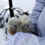 Lodjursjakten har just avslutats i Finland. Arkivbild: Olle Olsson